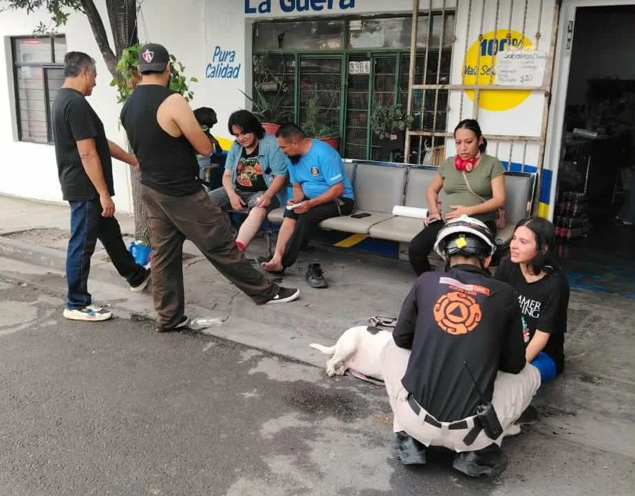 Ataque de abejas lesiona a cuatro personas en Monterrey 1 700109010 4573995316164245 1332765199931442506 n