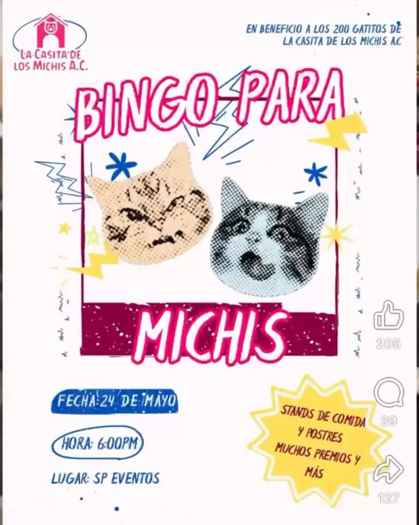 Realizarán bingo con causa para apoyar a más de 200 gatos rescatados 1 705692293 1757677728936743 7140720338361018520 n