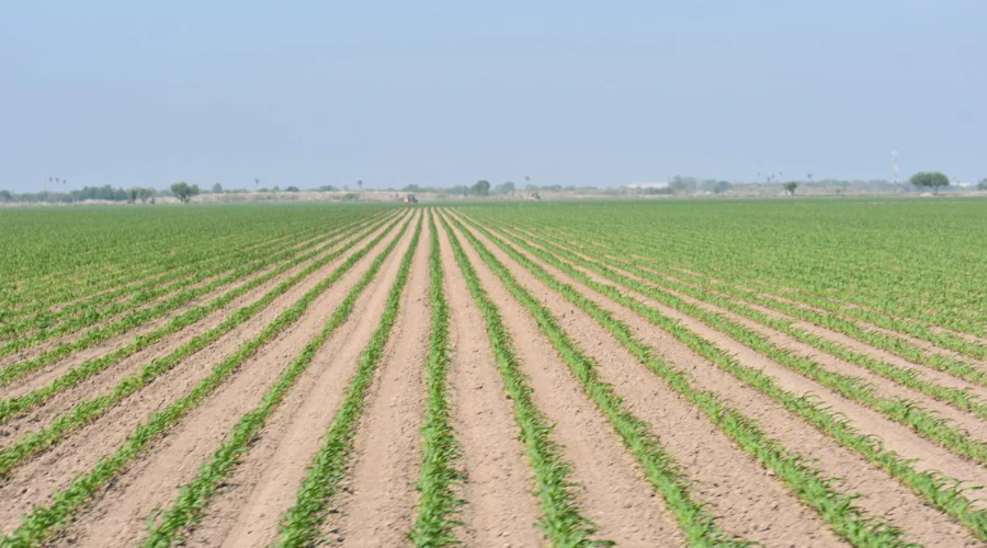 Benefician lluvias a campesinos tamaulipecos