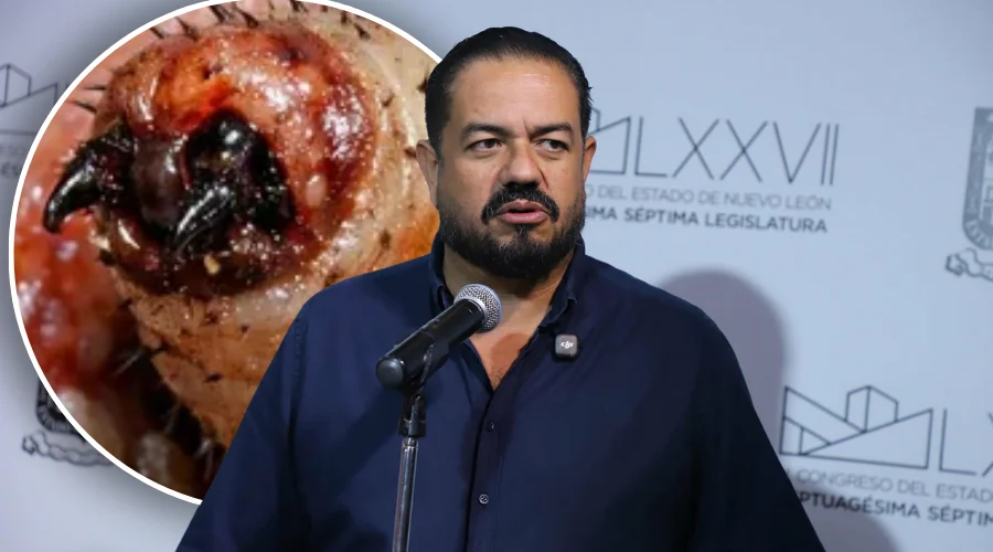 Demandan más recursos en Nuevo León para combatir gusano barrenador