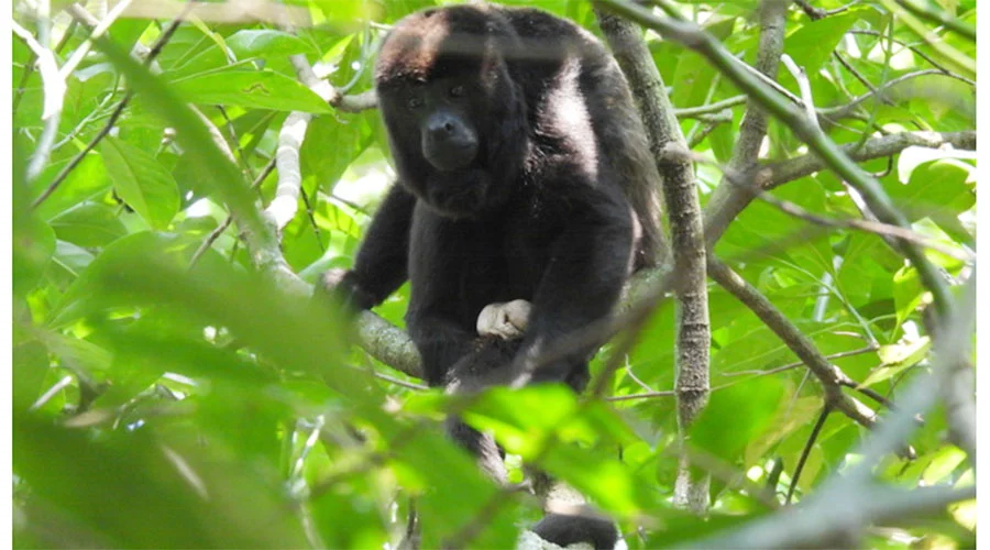 MONOS AULLADORES 1a1a