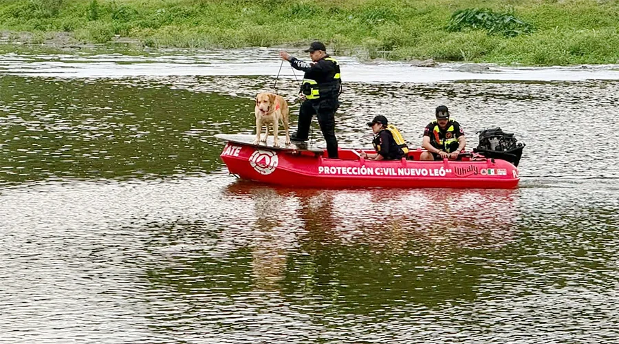 PERRITO OK