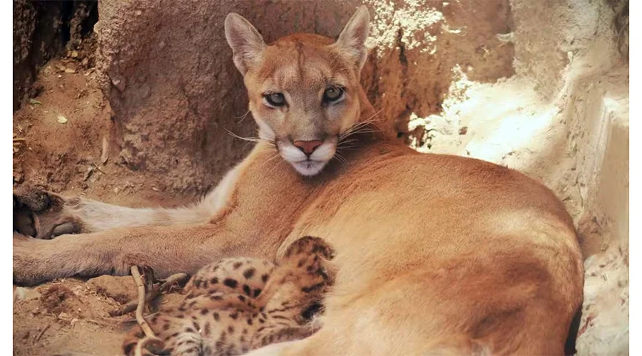 PUMA MAMA 34a