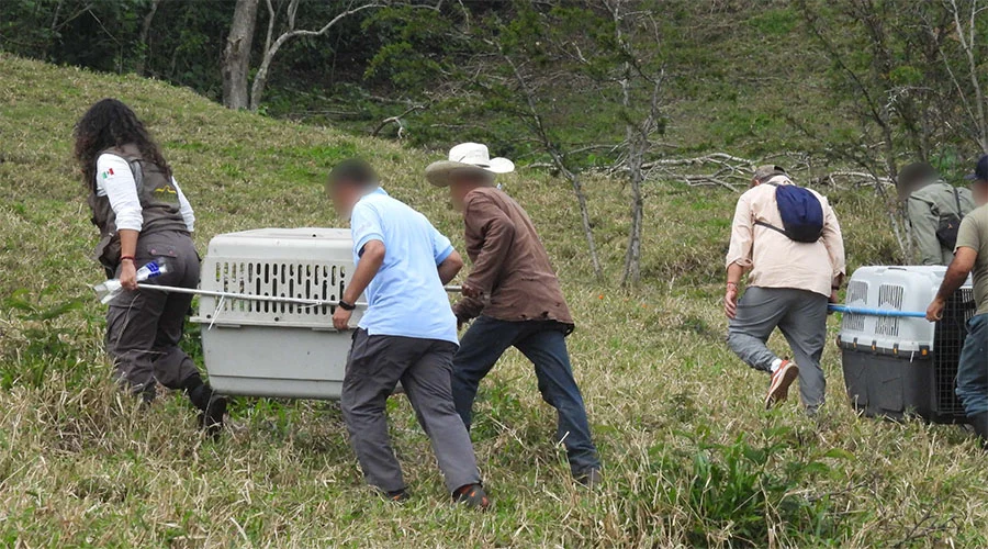 Liberan a 30 monos aulladores en zona selvática del sur de Veracruz 1 RESCATE MONOS