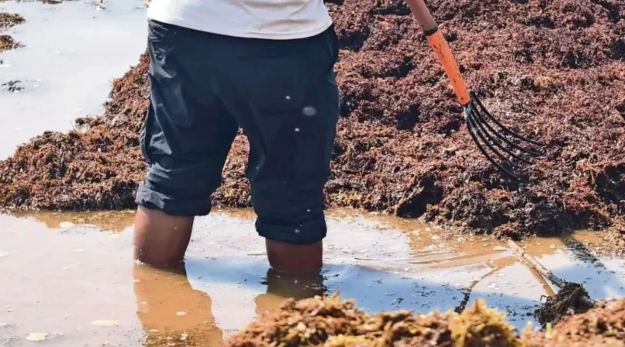 Un estudio científico elaborado en playas del Caribe Mexicano señala que la exposición de trabajadores que recolectan el sargazo en playas de Puerto Morelos, Playa del Carmen y Mahahual ha tenido