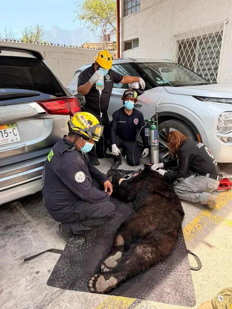 Captura Grupo Jaguares a oso 1 WhatsApp Image 2026 05 14 at 2.39.02 PM