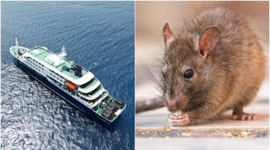 hantavirus