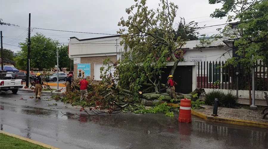 ARBOL VICTORIA 1aa