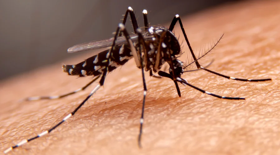 Al menos 81 casos de dengue han sido registrados en la ciudad de los cuales 3 son positivos, confirmó la titular del Distrito Salud Bienestar IV, Iliana Villarreal cantú; ante la situación iniciar