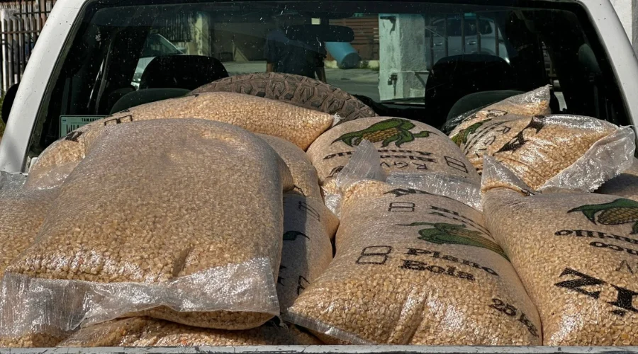 Entregan casi una tonelada de semilla de maíz a productores rurales de Reynosa