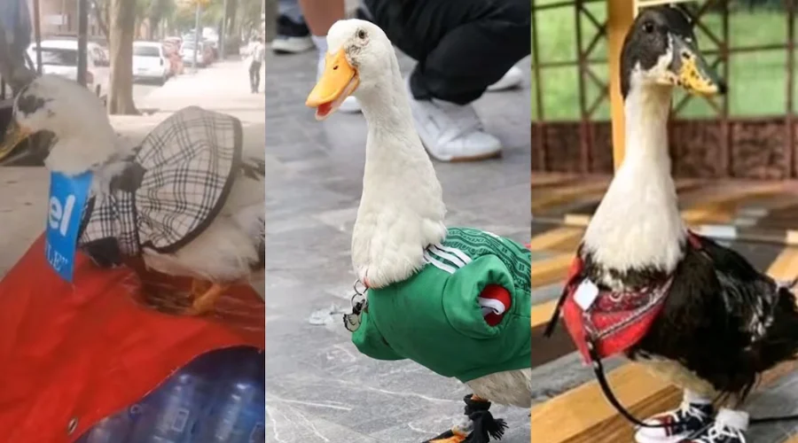 Merlín no fue el primero qué pasó con Bruna y Waffle, sus hermanas