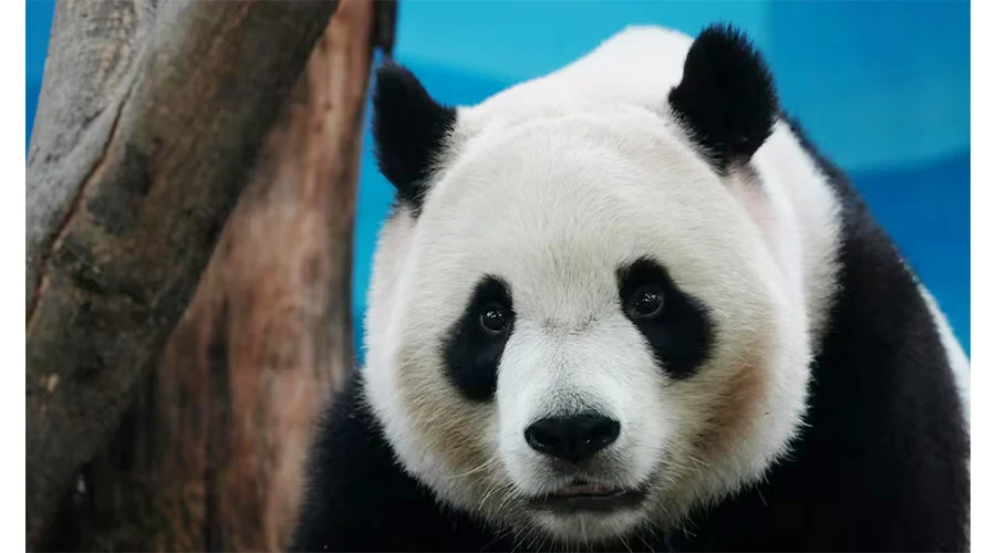 PANDA 12aa