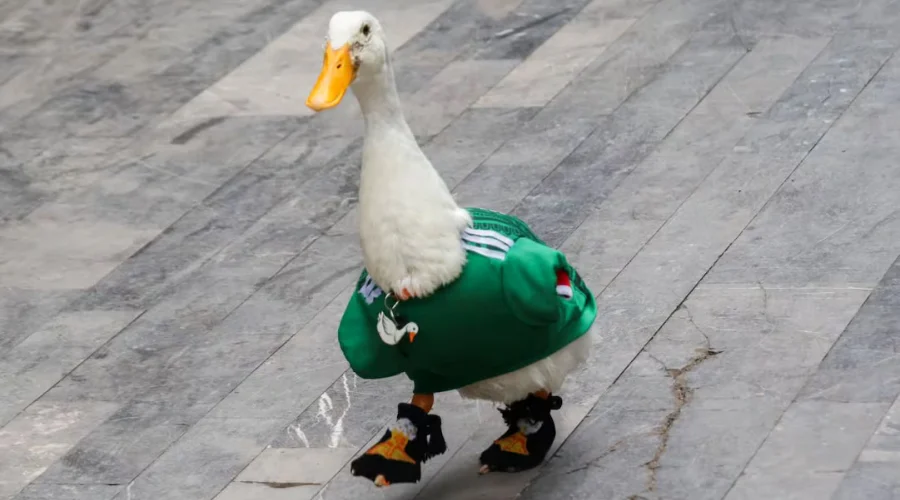 Registro de marca Pato Merlín le pertenece a su dueña IMPI