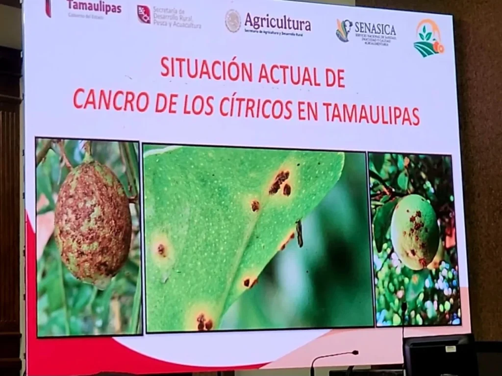 Matamoros se suma a la prevención y eliminación del cancro cítrico en Matamoros 1 WhatsApp Image 2026 06 01 at 2.11.42 PM