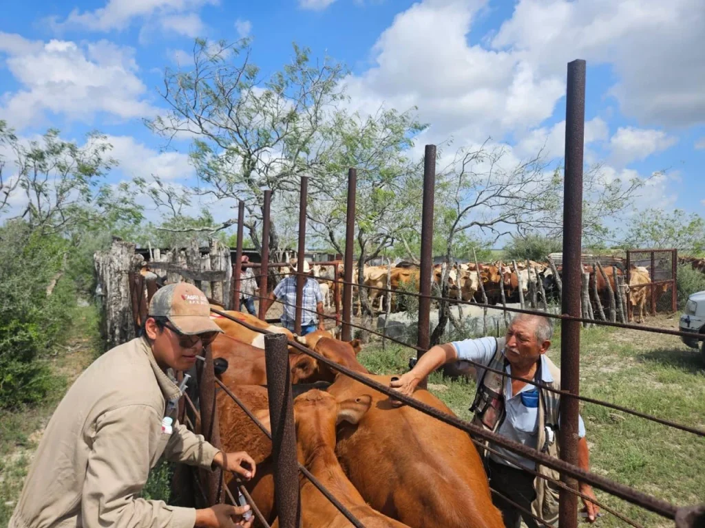 San Fernando se coordina con Estado para la prevención del gusano barrenador 1 WhatsApp Image 2026 06 29 at 3.55.39 PM