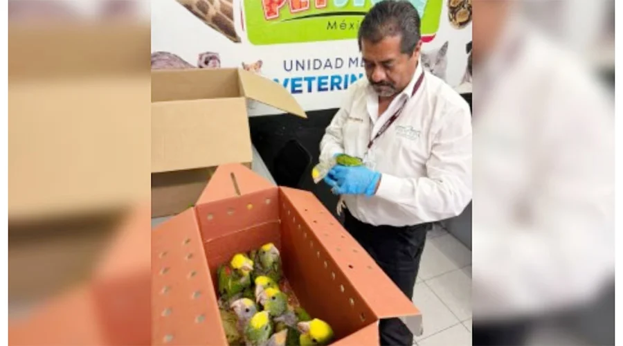 Detienen en Reynosa a estadounidense con 9 loros cabeza amarilla 2 detienen 1a