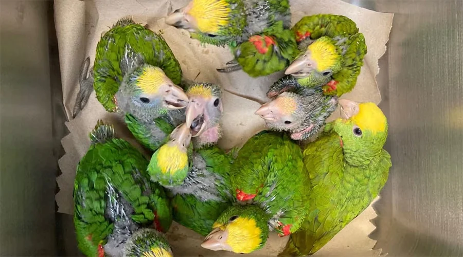 Detienen en Reynosa a estadounidense con 9 loros cabeza amarilla 1 loros 2 bbb