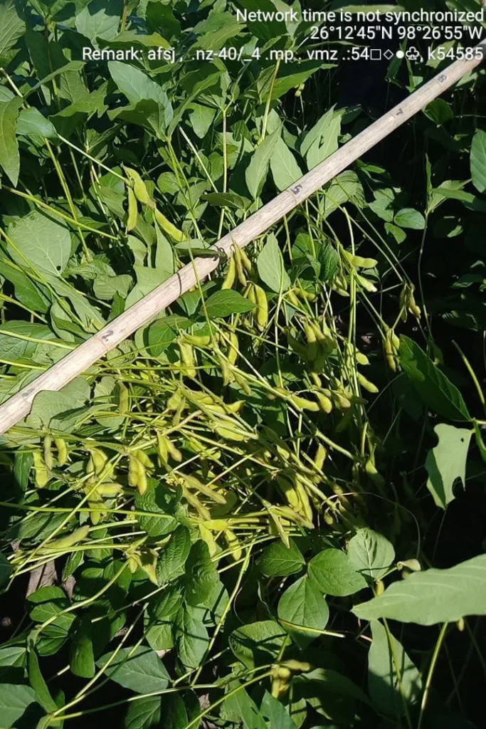 Productores apuestan por la soya como alternativa ante crisis agrícola en Tamaulipas 1 741777540 2061629968083024 9032469972985187139 n
