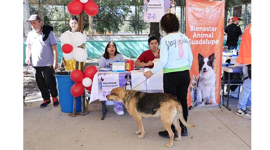 Advierte Guadalupe cuidados a mascotas por altas temperaturas 1 PERRITO 2bbb3