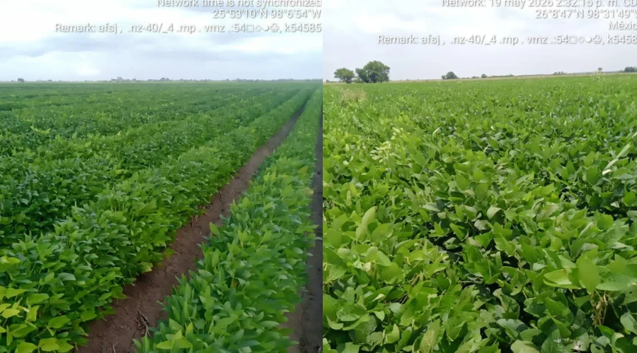 Productores apuestan por la soya como alternativa ante crisis agrícola en Tamaulipas