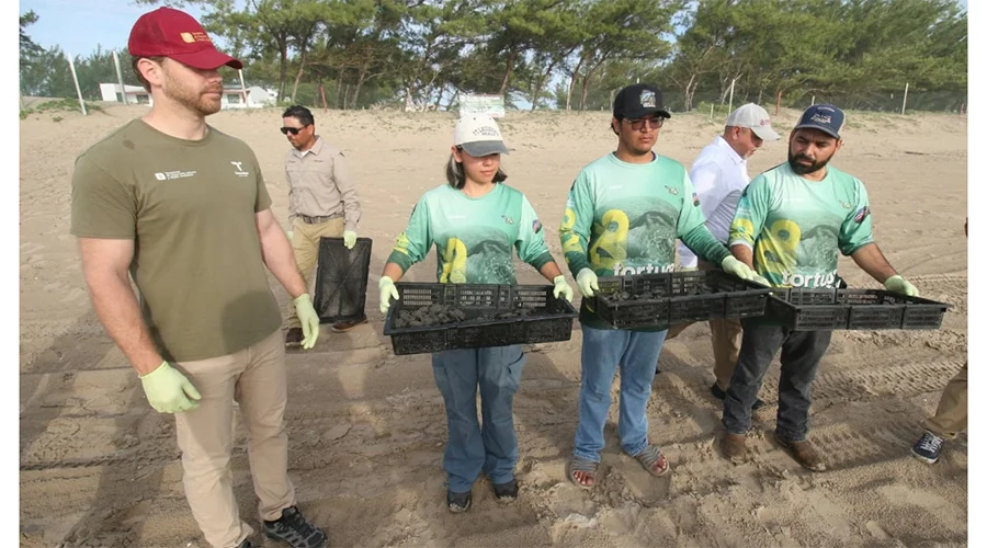 Liberan a 590 mil crías de tortuga lora en playas de Tamaulipas 1 TORTUGUITAS LORA