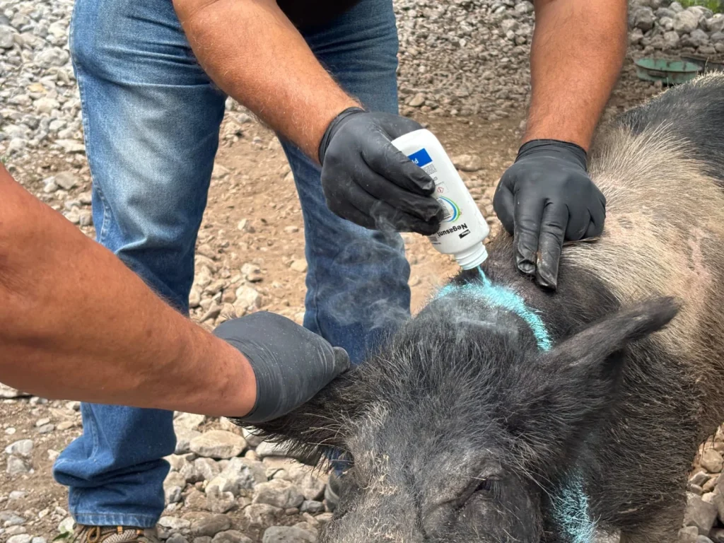 Iniciará en Tamaulipas la dispersión de moscas estériles para combatir el gusano barrenador 1 WhatsApp Image 2026 07 09 at 1.59.52 PM 1