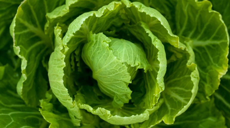 acusaciones-a-la-lechuga-mexicana-en-eu
