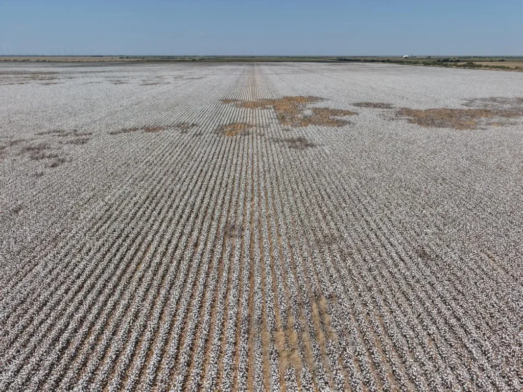 Avanza en 70% la pizca de algodón en el norte de Tamaulipas 1 773338737 1042393845164387 4334580373091589853 n