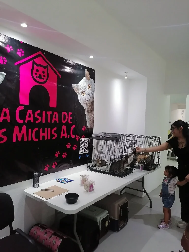 Casita de los Michis se queda sin recursos; solicitan apoyo de la comunidad 1 777865924 2386576395587935 3464093638174444333 n