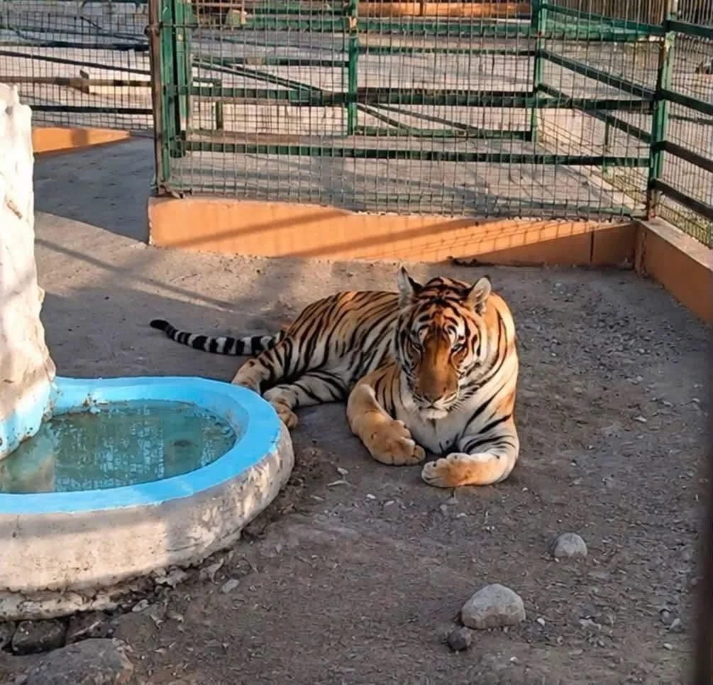 Lamentan pérdida de tigre ‘Max’ en Quinta La Fauna de Reynosa 2 781266568 1727471915128285 3502662809379856126 n