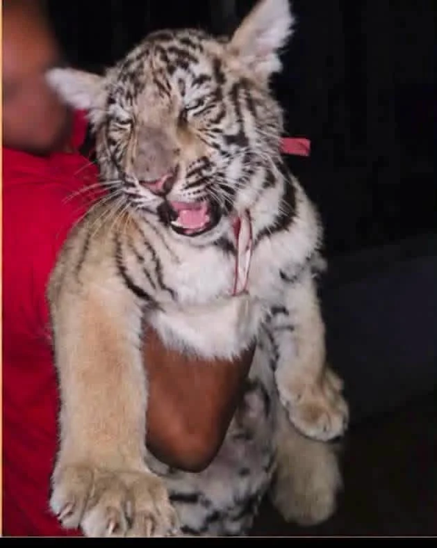 Lamentan pérdida de tigre ‘Max’ en Quinta La Fauna de Reynosa 1 783947646 1566115912195850 8179149038996313034 n