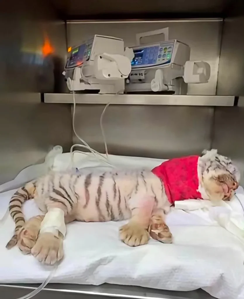 Tigresa Sola supera las 72 horas y aumentan sus posibilidades de recuperación 1 784614427 2252805331931179 3983837017000782256 n
