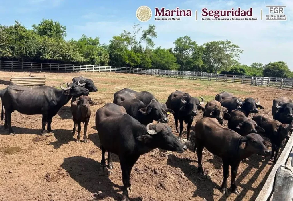 Aseguran 68 mil litros de diésel y 135 animales exóticos durante operativos en Tampico y Altamira 2 786840438 2162202237659019 1868652250972799392 n