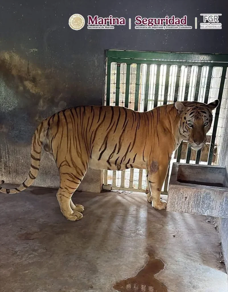 Aseguran 68 mil litros de diésel y 135 animales exóticos durante operativos en Tampico y Altamira 6 786927649 945312604555580 8023088686980866012 n