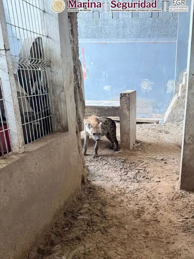 Aseguran 68 mil litros de diésel y 135 animales exóticos durante operativos en Tampico y Altamira 11 786929211 1866143347690787 4531072329207598819 n