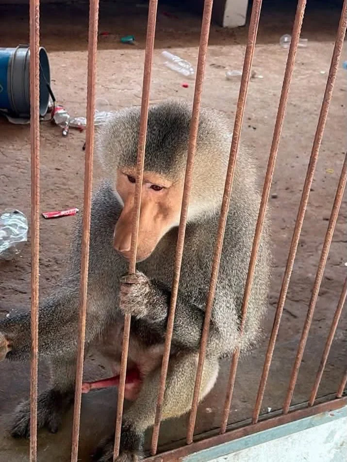 Aseguran 68 mil litros de diésel y 135 animales exóticos durante operativos en Tampico y Altamira 8 786975596 2330320724446030 7100017643629198129 n