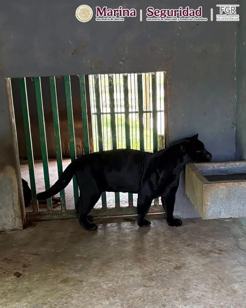 Aseguran 68 mil litros de diésel y 135 animales exóticos durante operativos en Tampico y Altamira 12 787682304 1053198314364558 1932247811169545057 n
