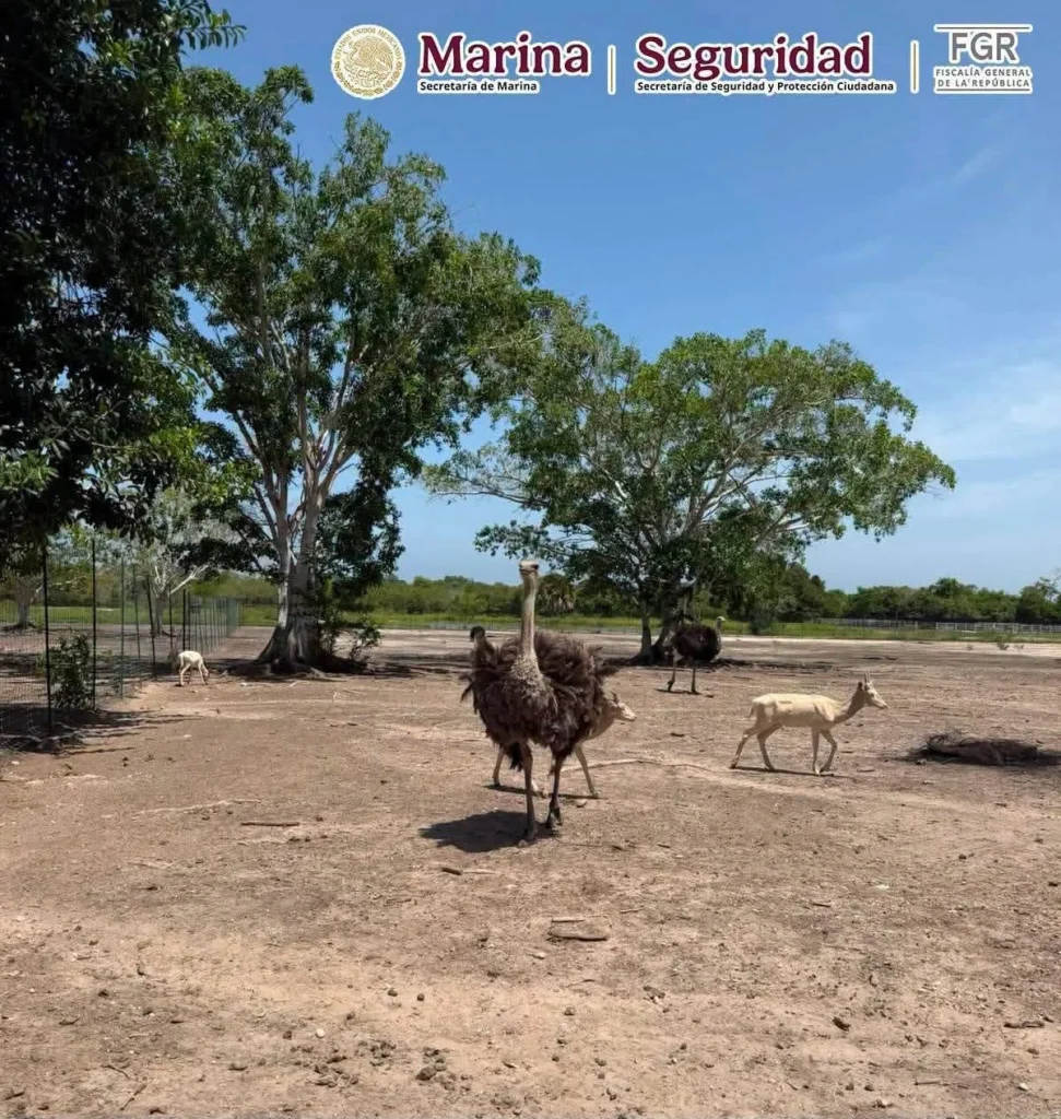 Aseguran 68 mil litros de diésel y 135 animales exóticos durante operativos en Tampico y Altamira 10 788062974 4439161046323476 200742933940603069 n