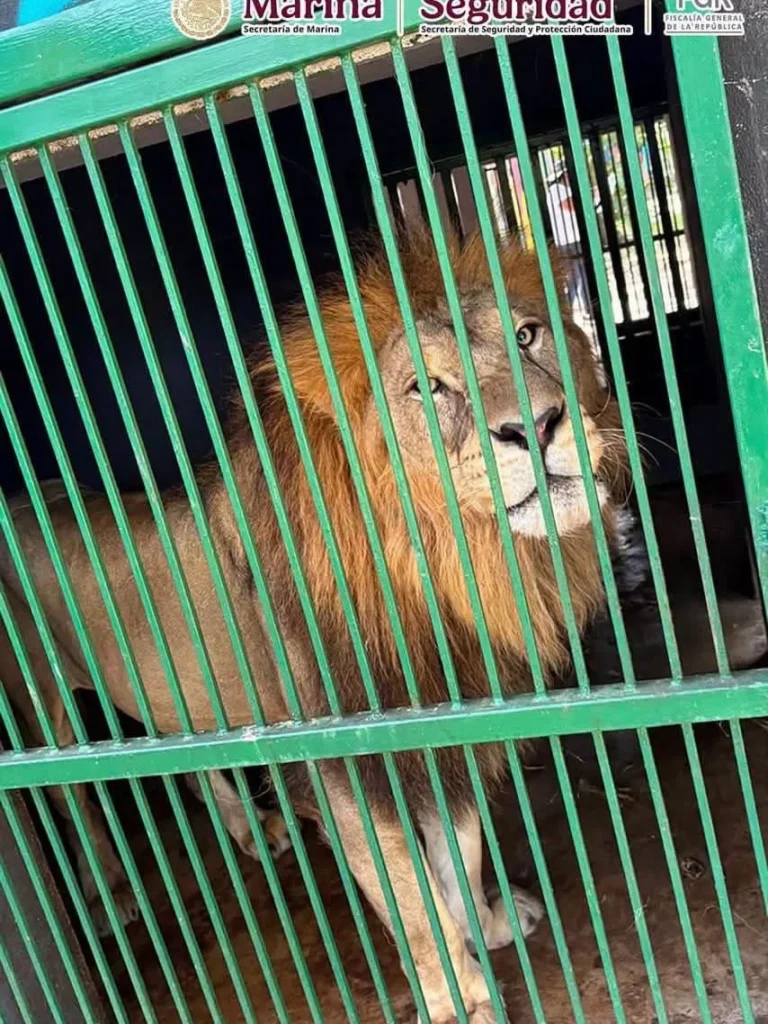 Aseguran 68 mil litros de diésel y 135 animales exóticos durante operativos en Tampico y Altamira 9 788241583 1401337085430323 2627590886020409273 n