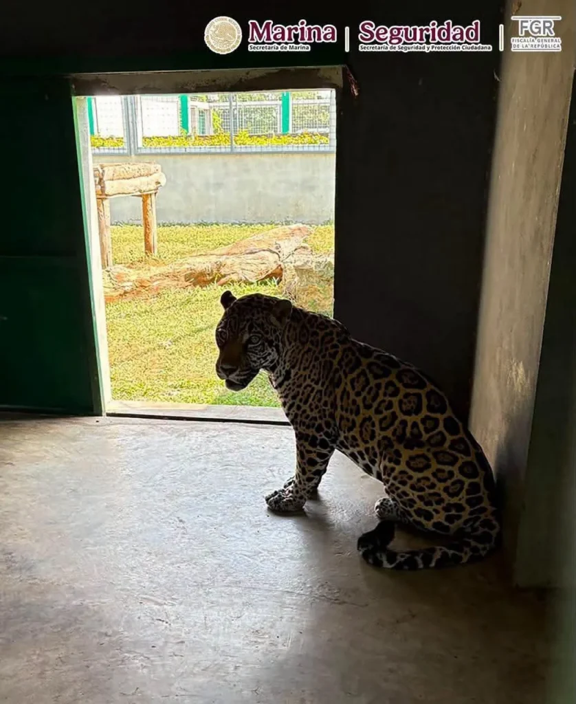 Aseguran 68 mil litros de diésel y 135 animales exóticos durante operativos en Tampico y Altamira 5 788601540 1989507719102721 3124922075619529105 n