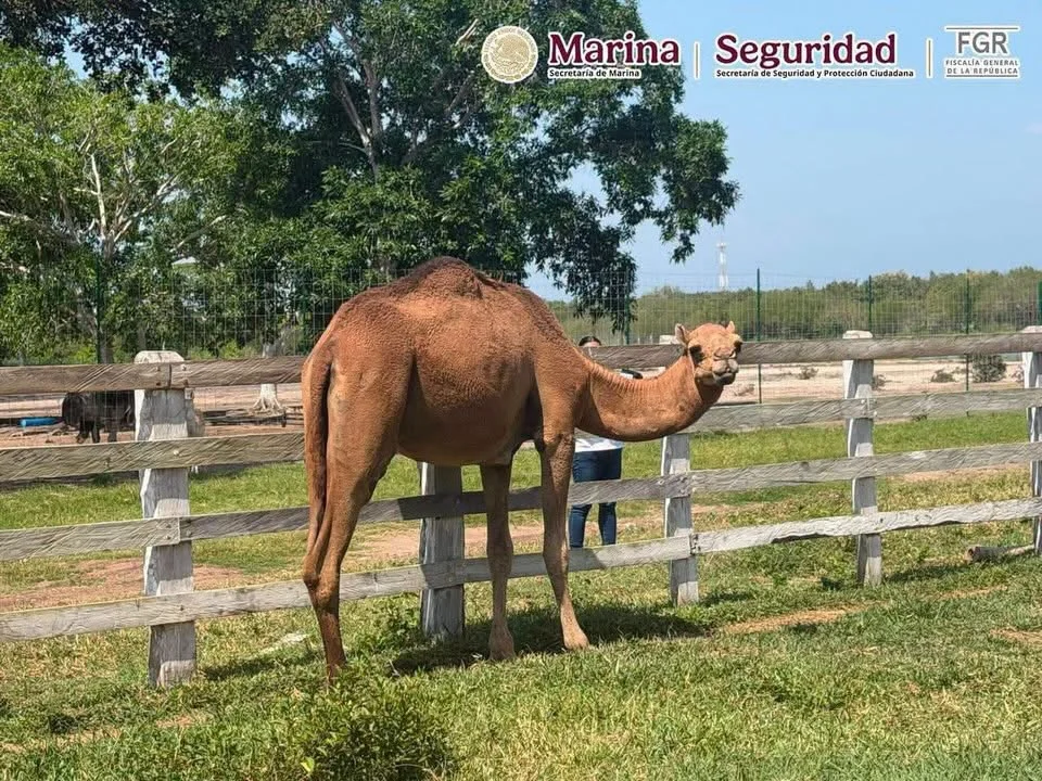 Aseguran 68 mil litros de diésel y 135 animales exóticos durante operativos en Tampico y Altamira 1 788613199 1730364348053664 2440761967541041167 n
