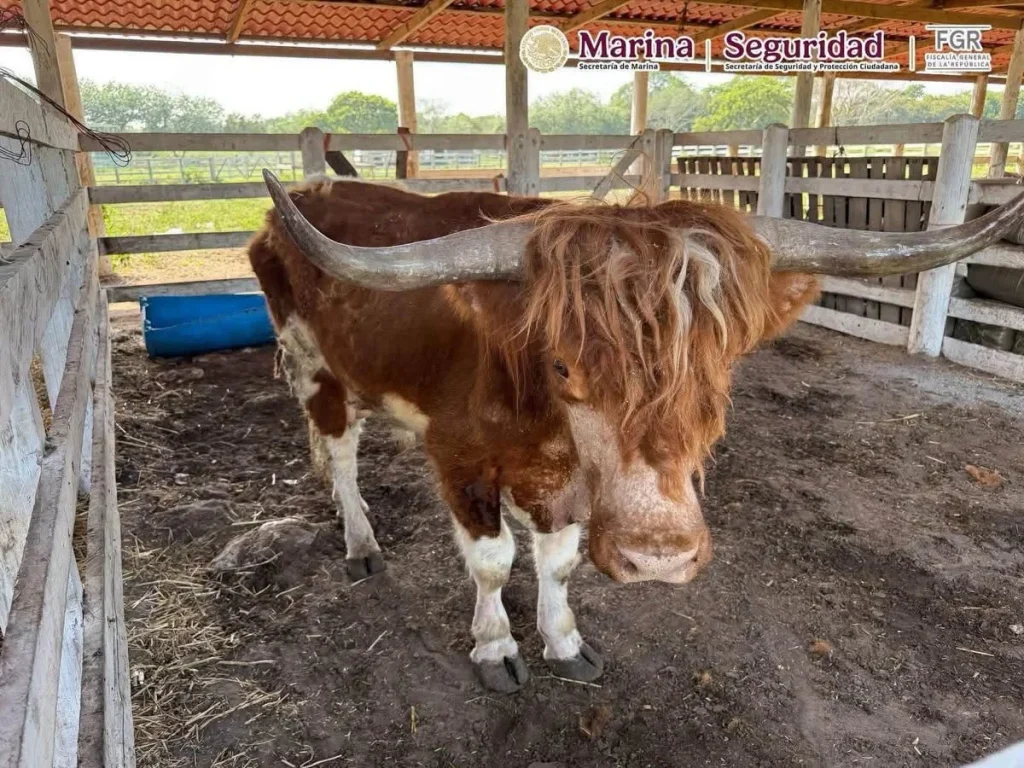 Aseguran 68 mil litros de diésel y 135 animales exóticos durante operativos en Tampico y Altamira 3 788641118 1689725965425205 4921480311887646839 n