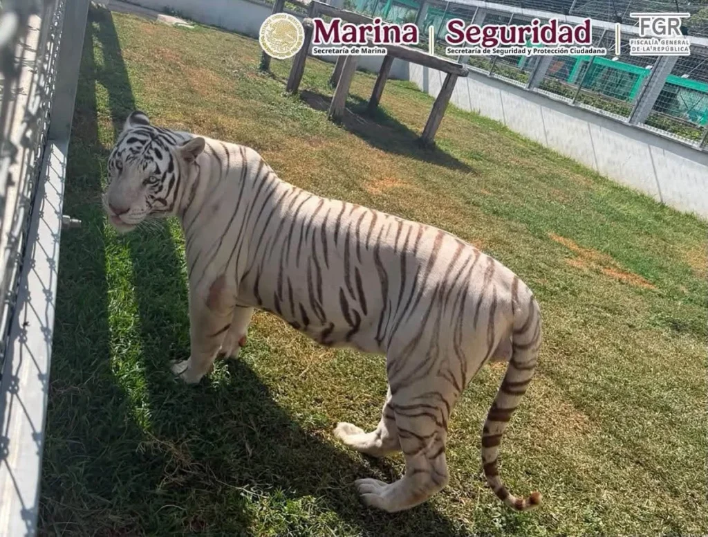 Aseguran 68 mil litros de diésel y 135 animales exóticos durante operativos en Tampico y Altamira 4 788966103 1714327734034956 1433203329609374693 n