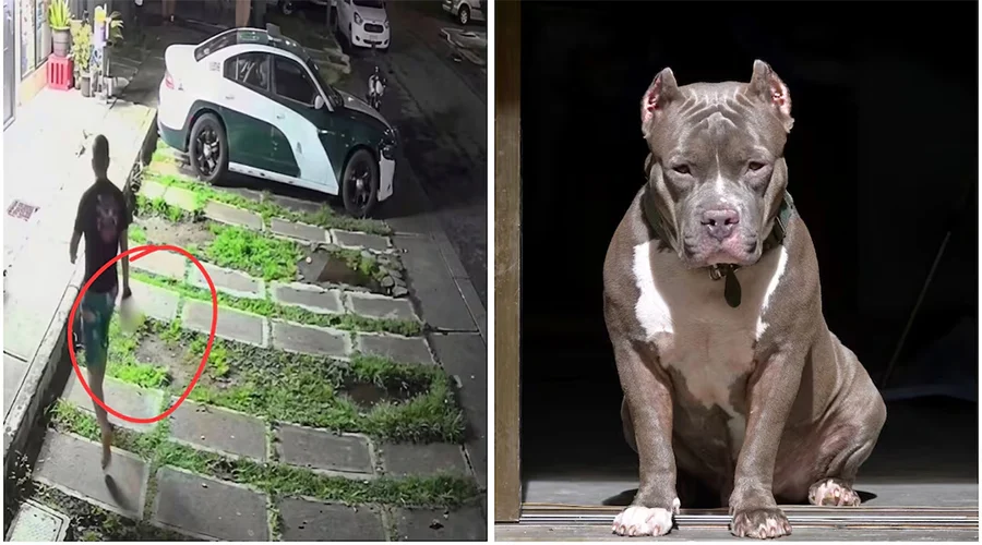 PITBULL 89sa