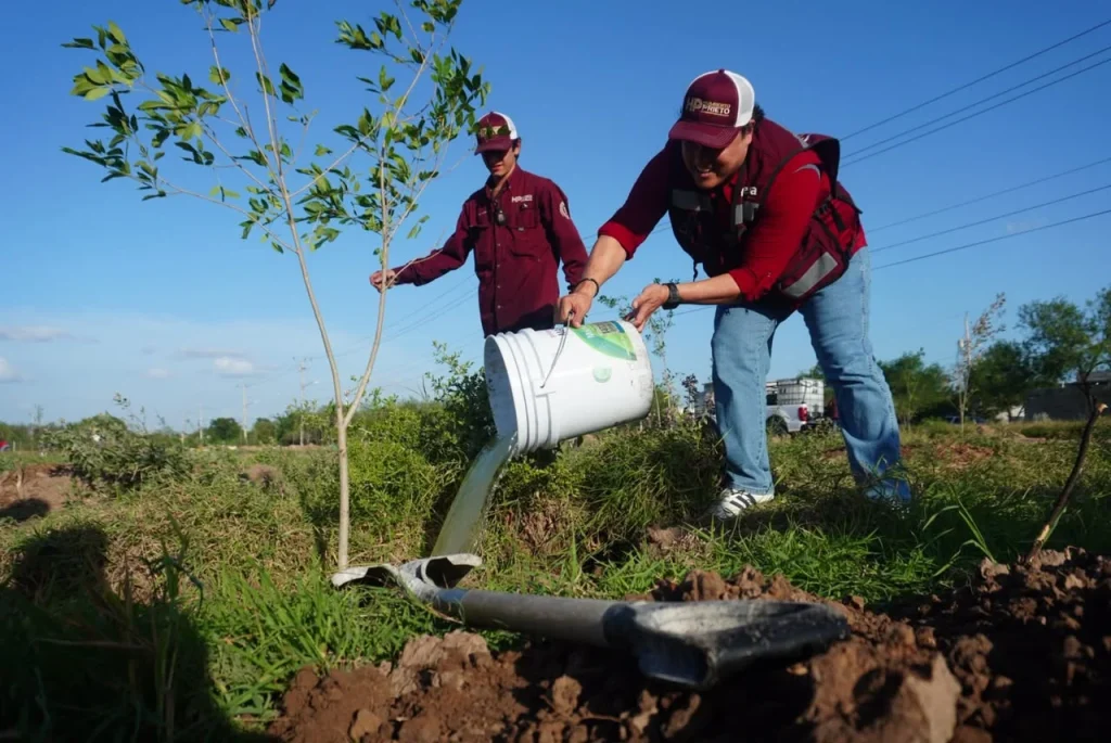 Nos estamos sumando al llamado de reforestación que hace nuestra presidenta Sheinbaum: HP 1 a861b287 bb2d 435d 8430 b78a66c95104
