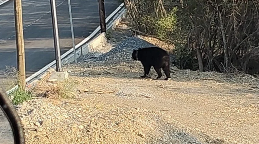 ahuyentan-a-oso-monterrey