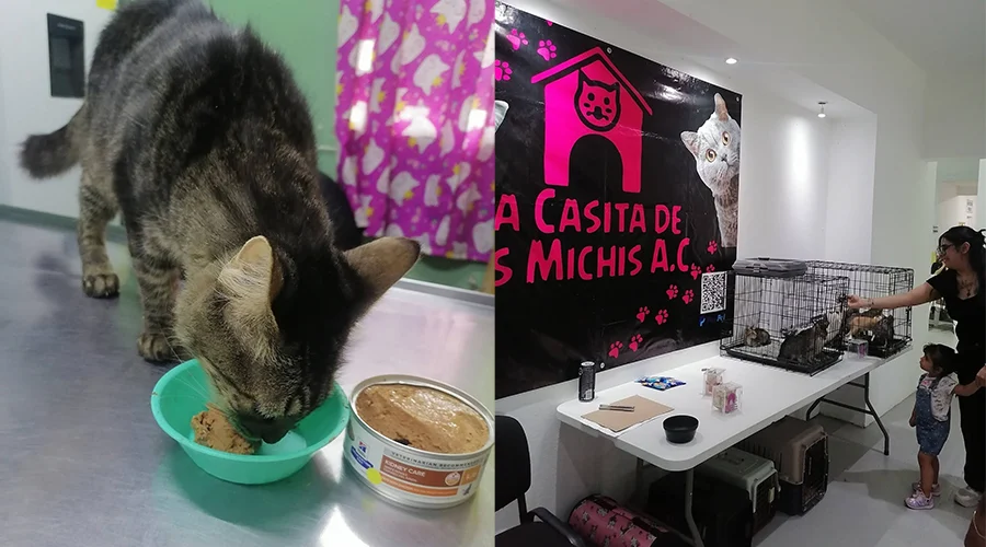 casita-de-los-michis-sin-recursos El refugio Casita de los Michis se encuentra sin recursos para alimentar a gatos en Reynosa.
