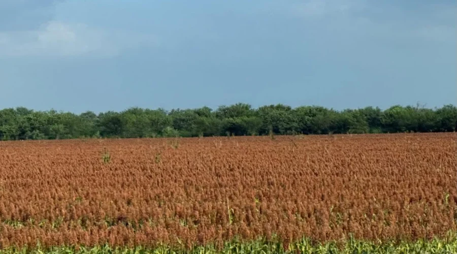colegio-de-ingenieros-agronomos-reynosa