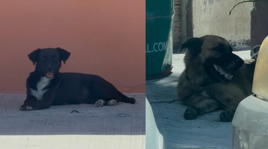 cuidados-de-mascotas-calor