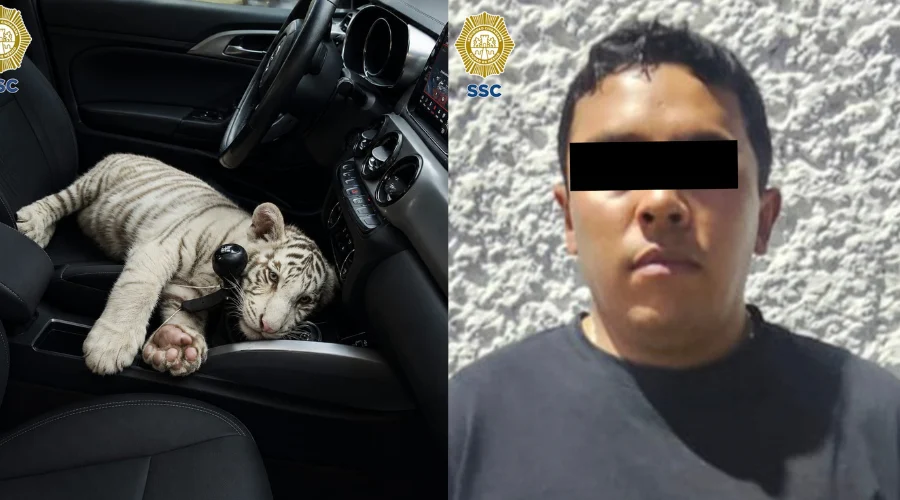 detienen-hombre-cria-tigre-de-bengala